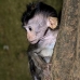 monkey_macaque_balinese_mf_ubud_v_1366_bal5087.jpg